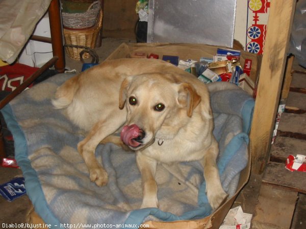 Photo de Labrador retriever