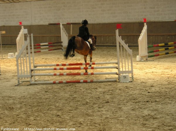 Photo de Poney franais de selle