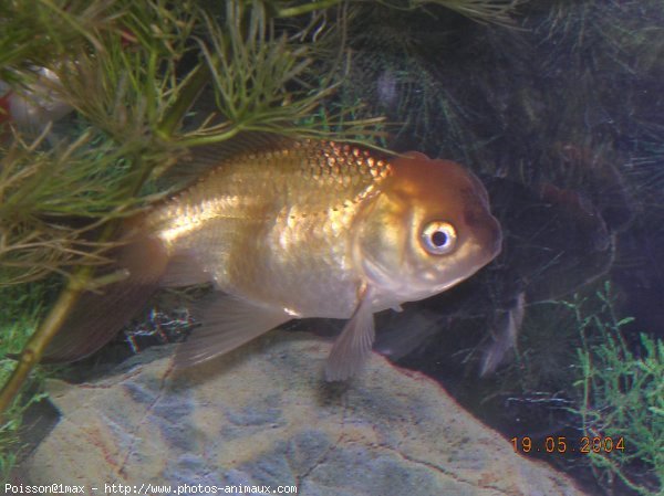 Photo de Poissons rouges