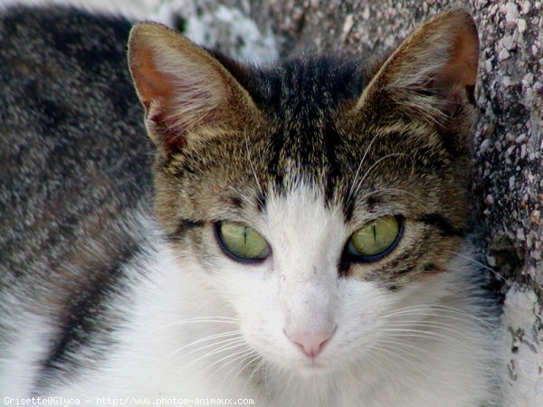 Photo de Chat domestique