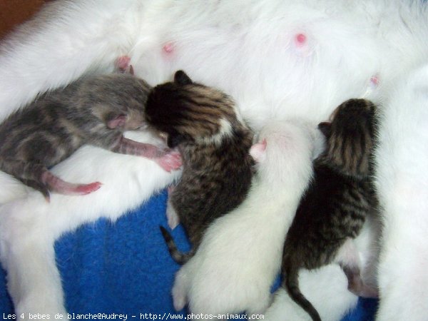 Photo de Chat domestique