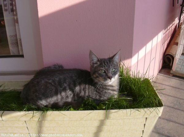 Photo de Chat domestique