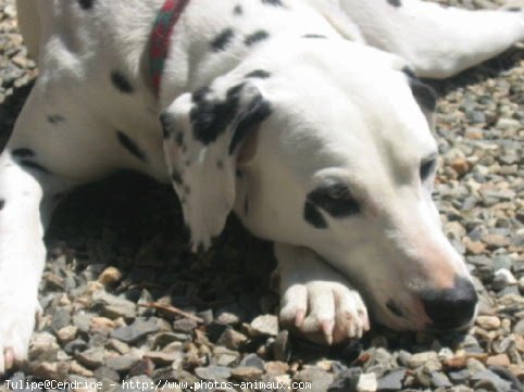 Photo de Dalmatien