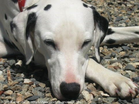 Photo de Dalmatien