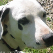 Photo de Dalmatien