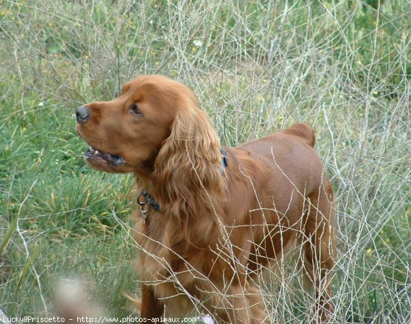 Photo de Cocker anglais