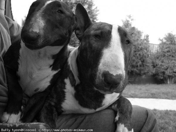 Photo de Bull terrier miniature