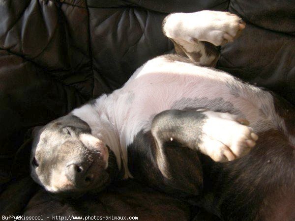 Photo de Bull terrier miniature