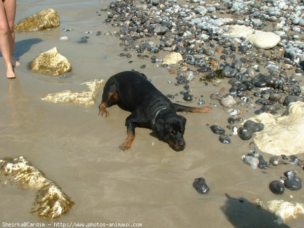 Photo de Rottweiler