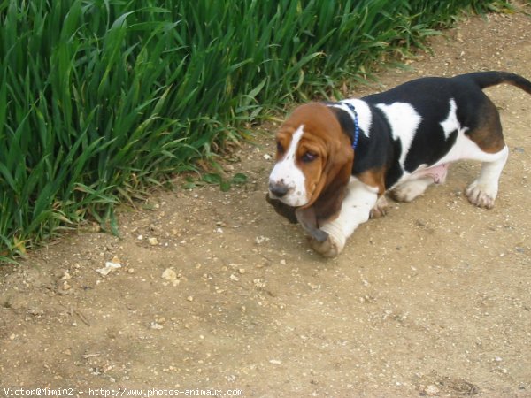 Photo de Basset hound