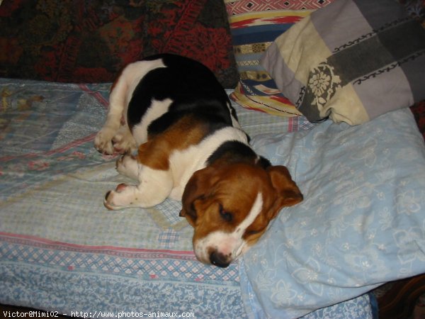 Photo de Basset hound