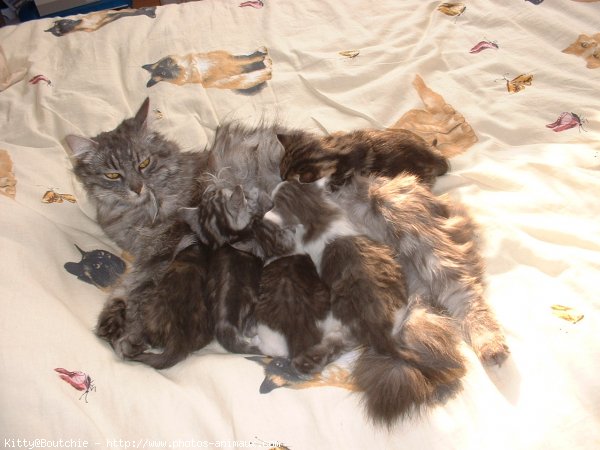 Photo de Maine coon