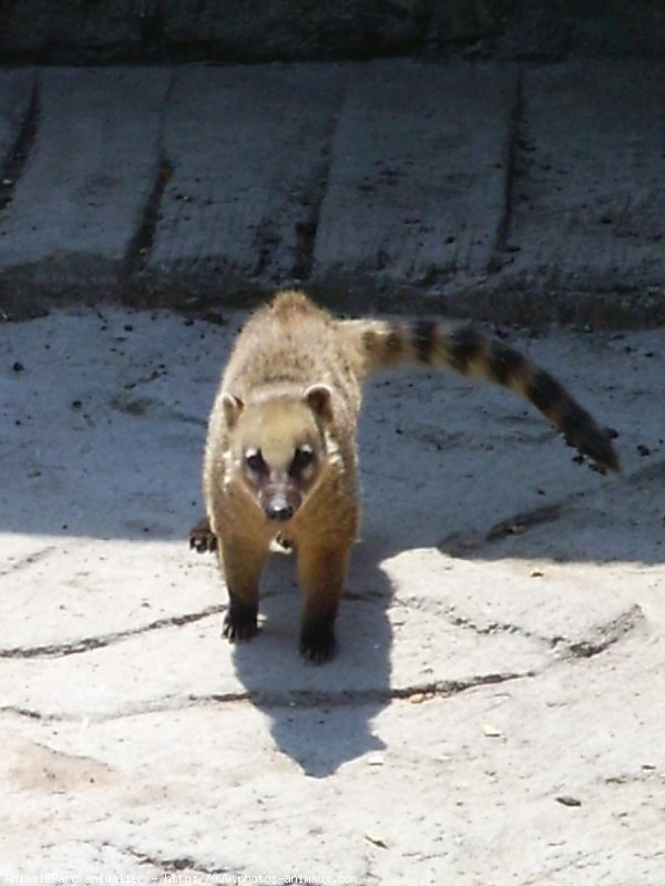 Photo de Coati