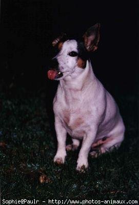 Photo de Jack russell terrier