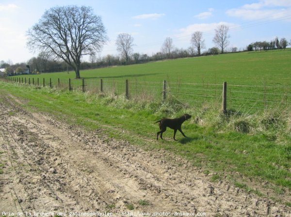 Photo de Braque allemand  poil court