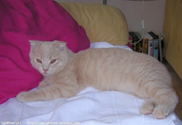 Photo de Scottish fold