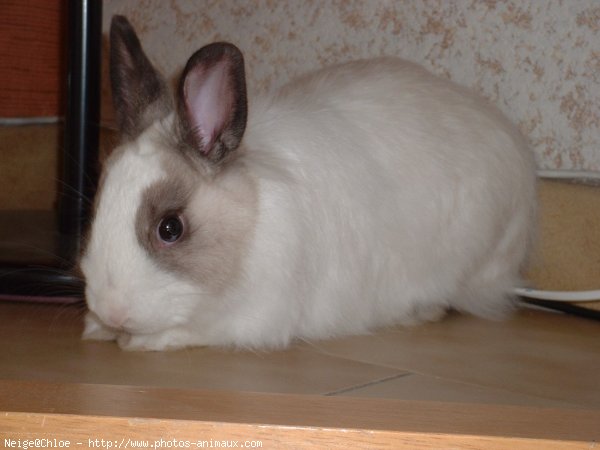 Photo de Lapin