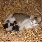 Photo de Chat domestique