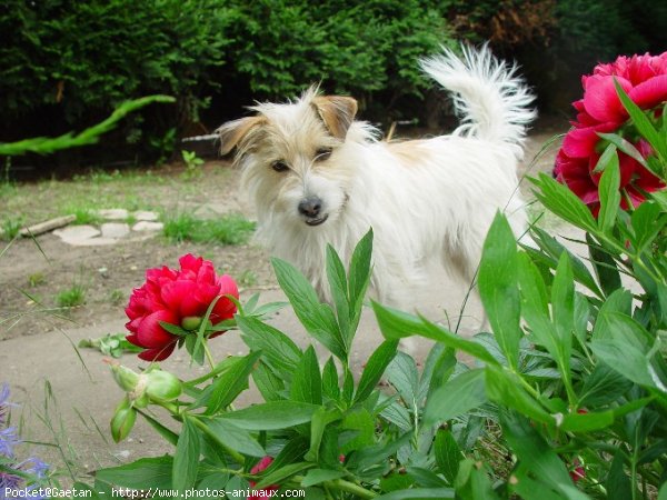 Photo de Jack russell terrier