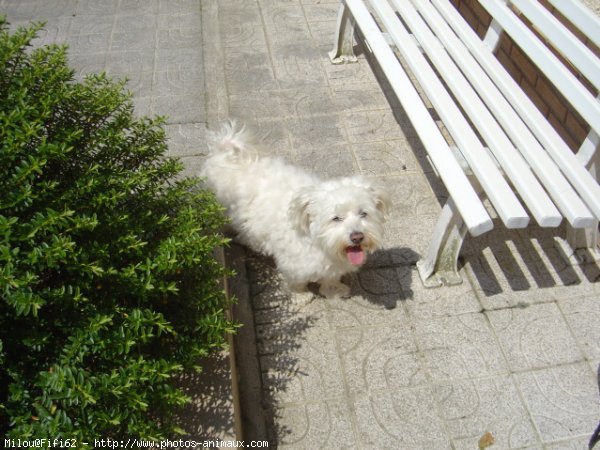 Photo de Bichon maltais