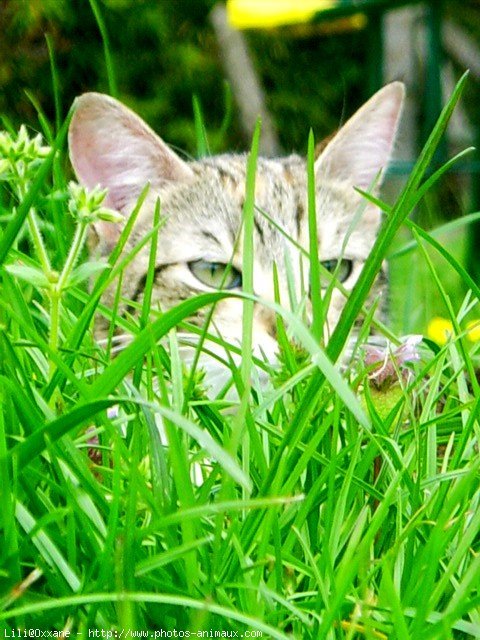 Photo de Chat domestique