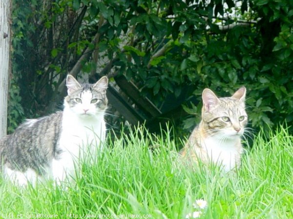 Photo de Chat domestique