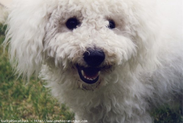 Photo de Bichon  poil fris