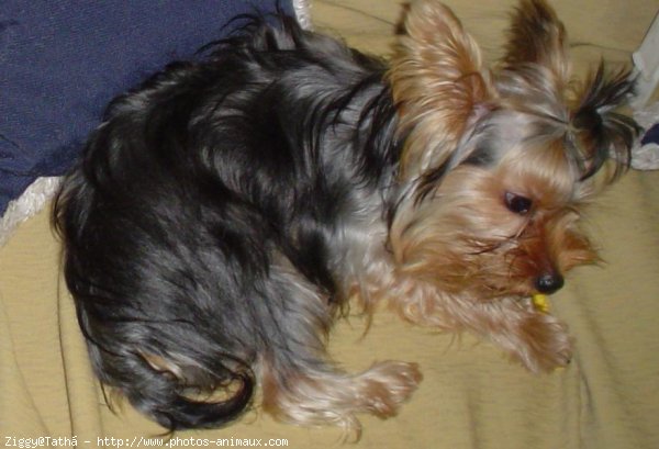 Photo de Yorkshire terrier