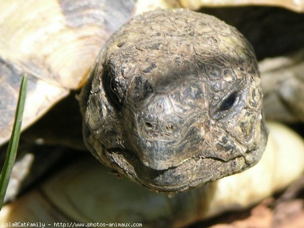 Photo de Tortue