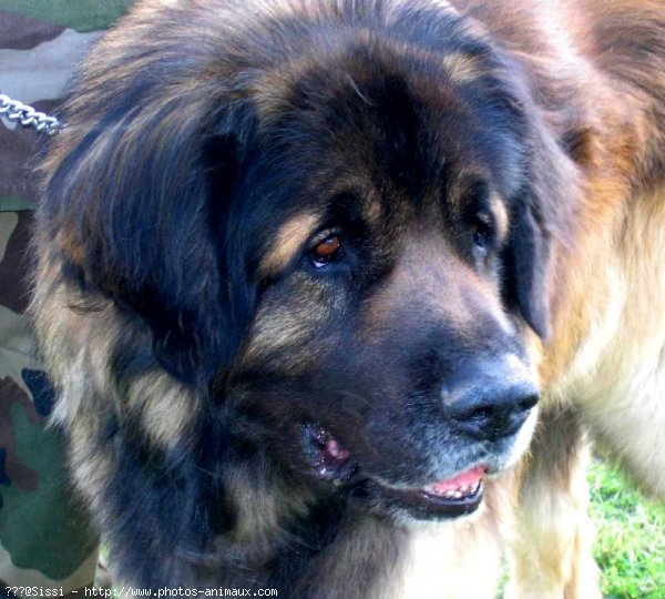 Photo de Leonberg