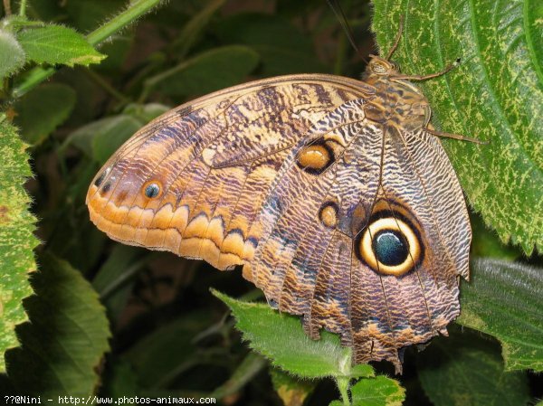 Photo de Papillon