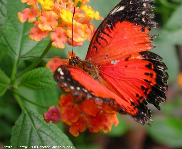 Photo de Papillon