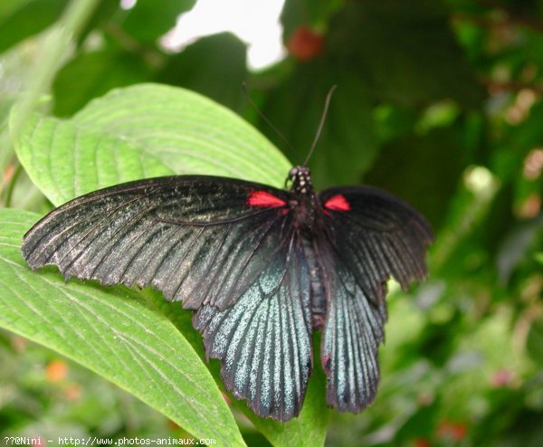 Photo de Papillon