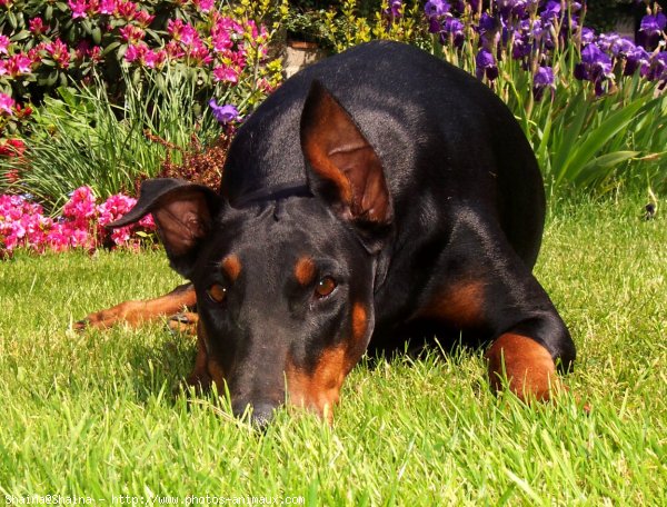 Photo de Dobermann