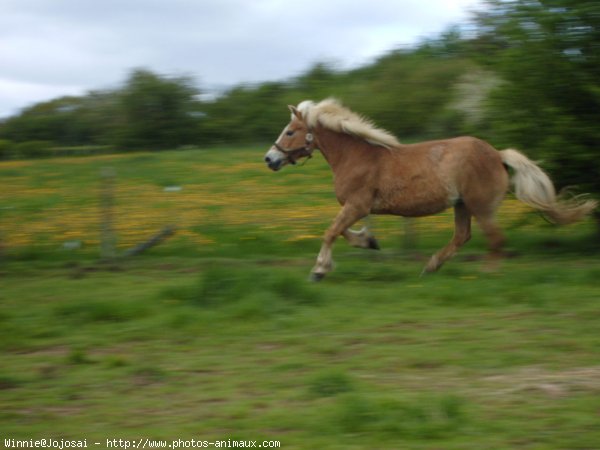 Photo de Haflinger