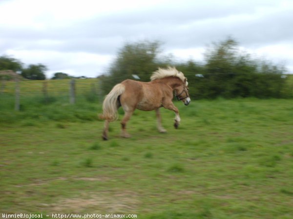 Photo de Haflinger