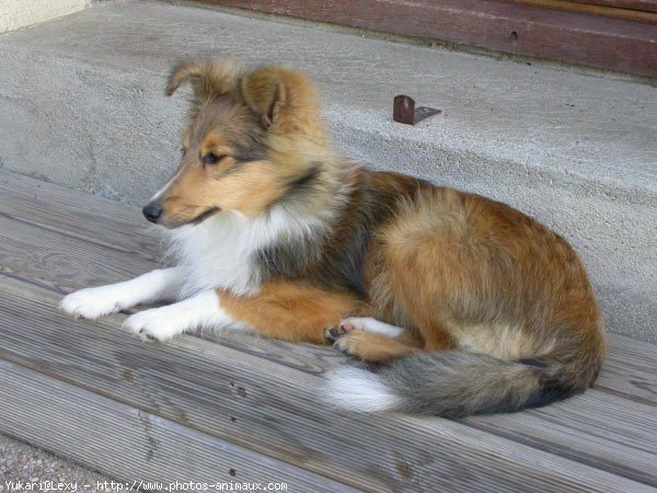 Photo de Chien de berger des shetland