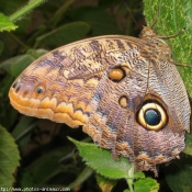 Photo de Papillon