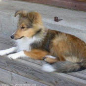 Photo de Chien de berger des shetland