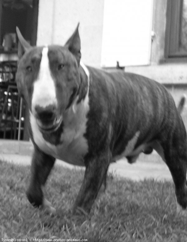 Photo de Bull terrier miniature