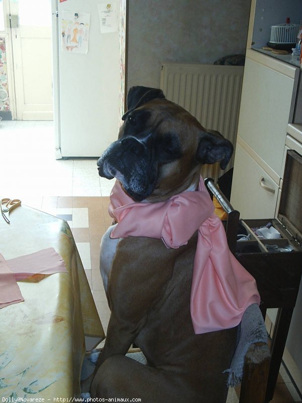 Photo de Boxer