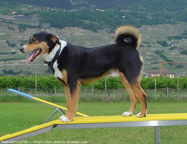 Photo de Bouvier de l'appenzell