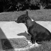 Photo de Bull terrier miniature