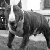 Photo de Bull terrier miniature