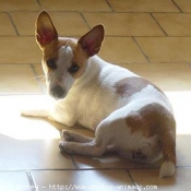 Photo de Jack russell terrier