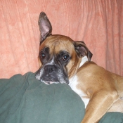 Photo de Boxer