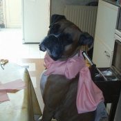 Photo de Boxer