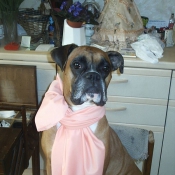 Photo de Boxer