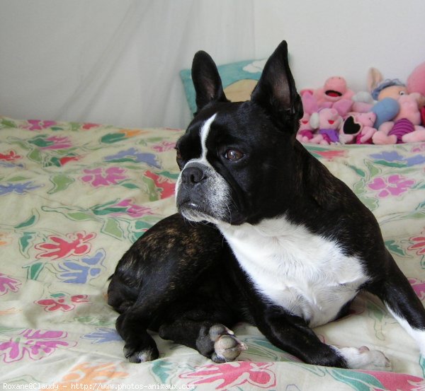 Photo de Boston terrier