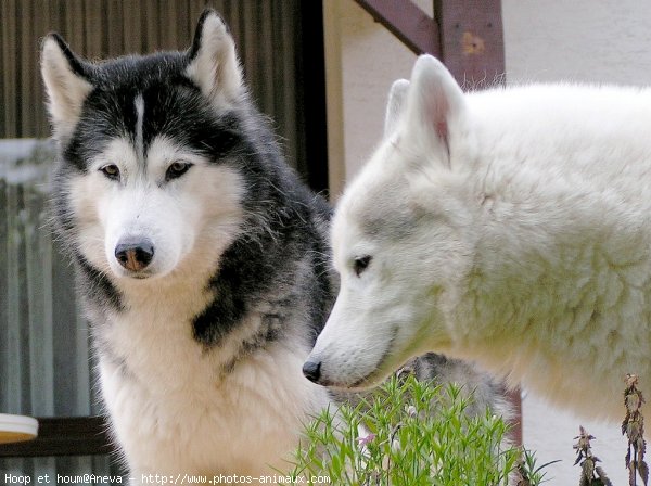 Photo de Husky siberien